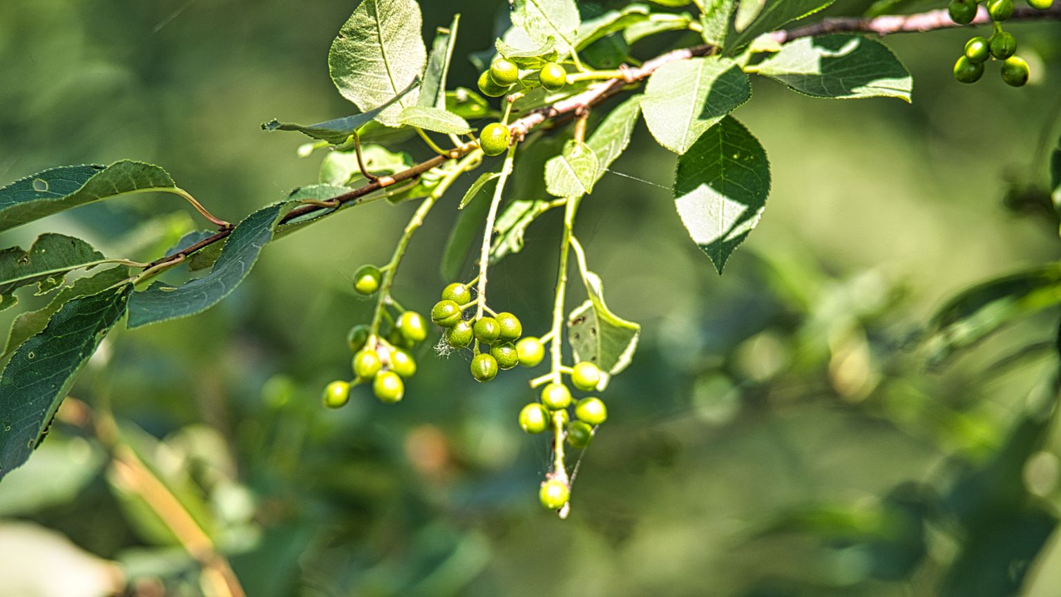 Berries