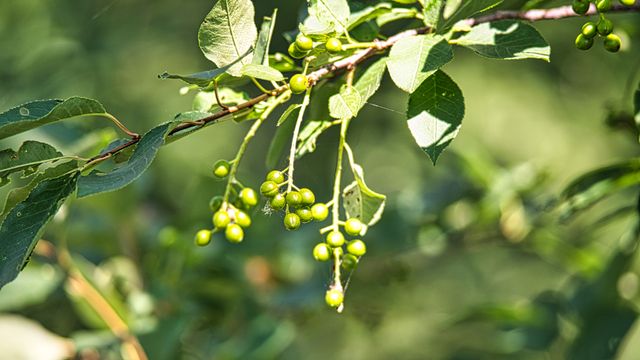 Berries