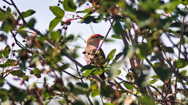 Red Bird