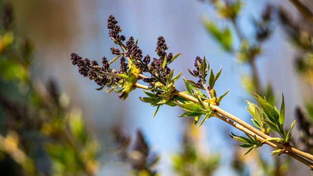 Budding Lilac