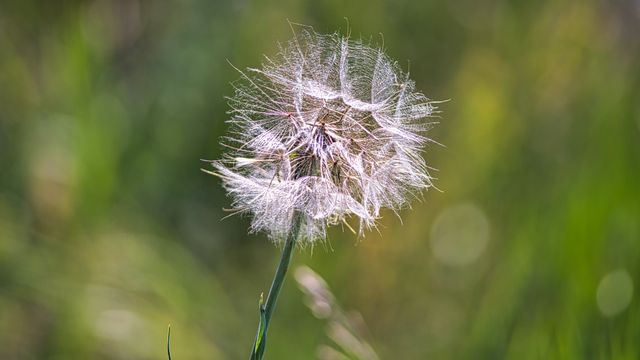 Dandruff Weed