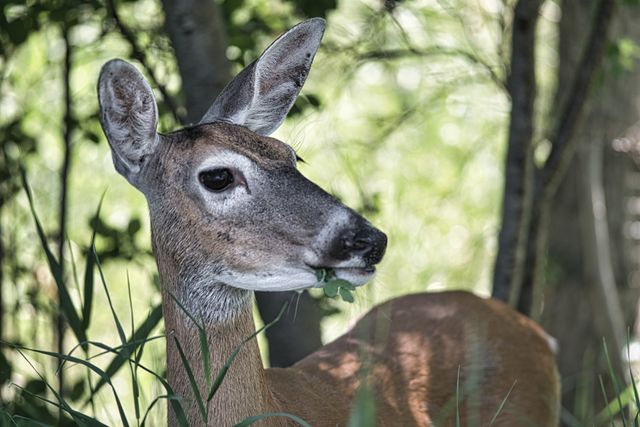 Deer Grazing