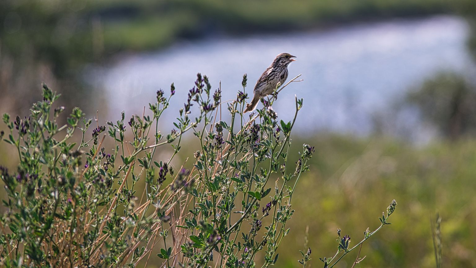 House Finch Perched along Elbow River