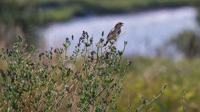 House Finch Perched along Elbow River
