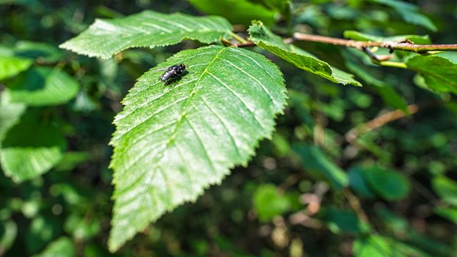 Fly perched on top of leaf