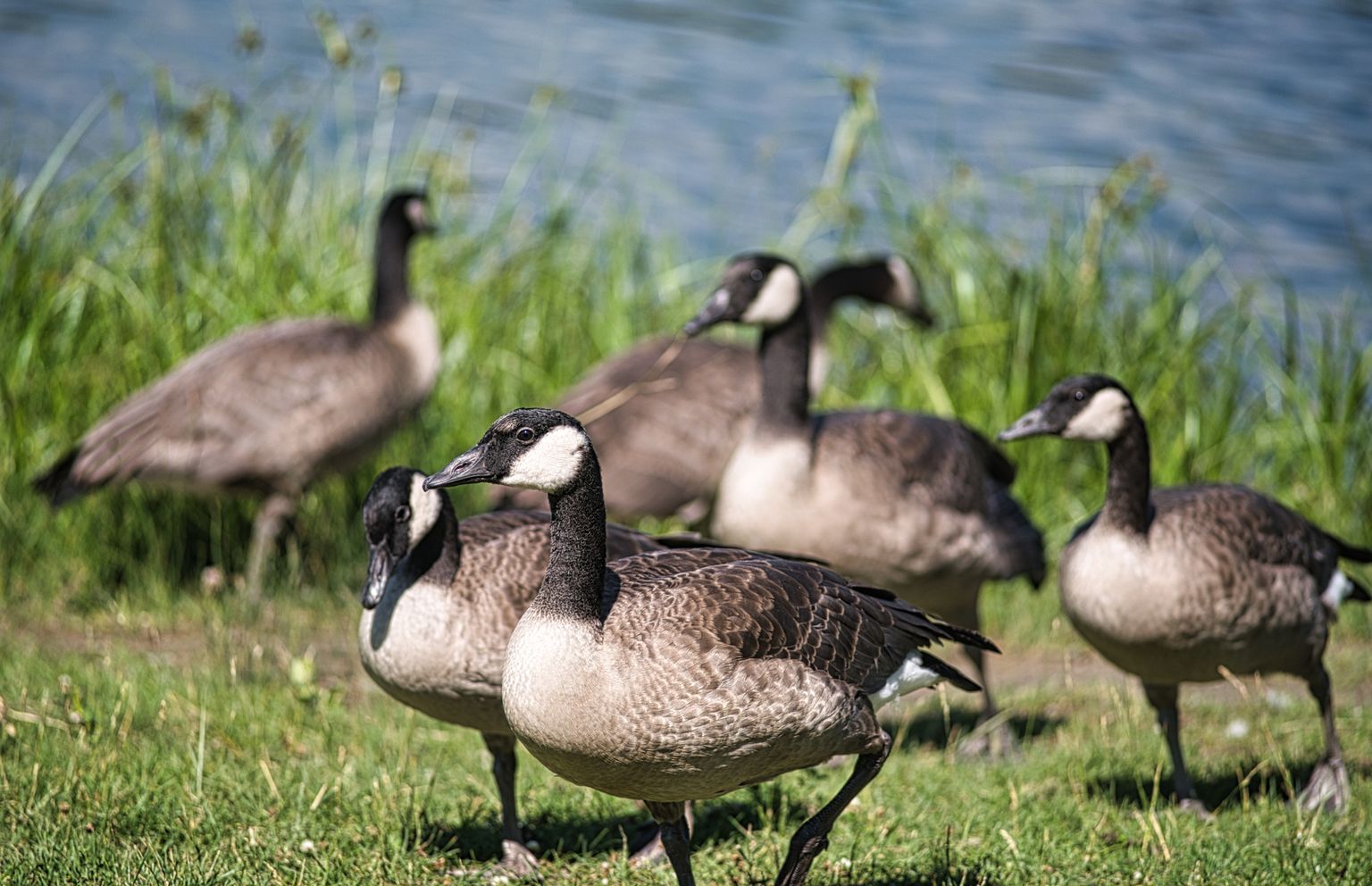 Canadian Geese