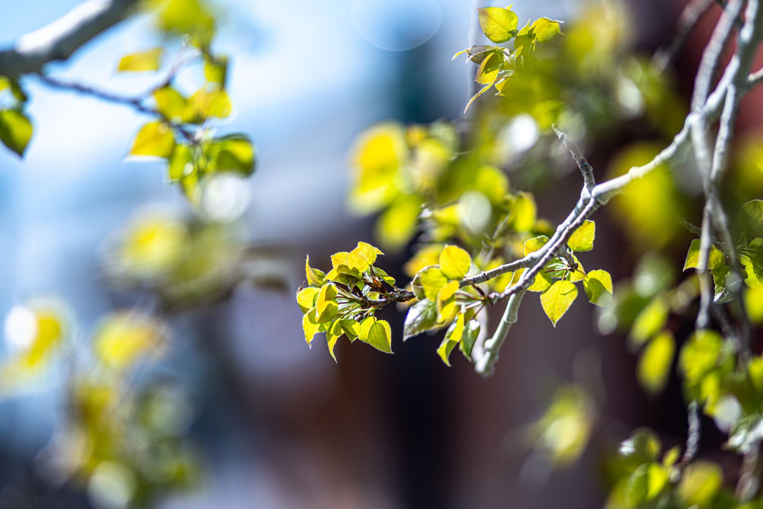 Leaves