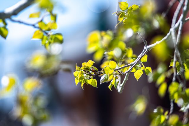 Leaves