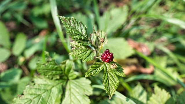 Canadian Raspberry