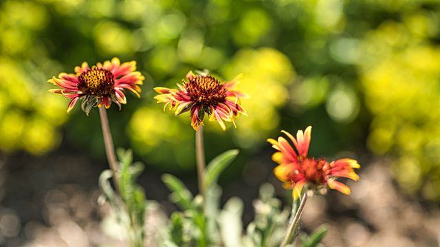Red Flowers