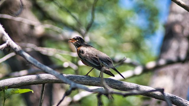 Robin Chirping