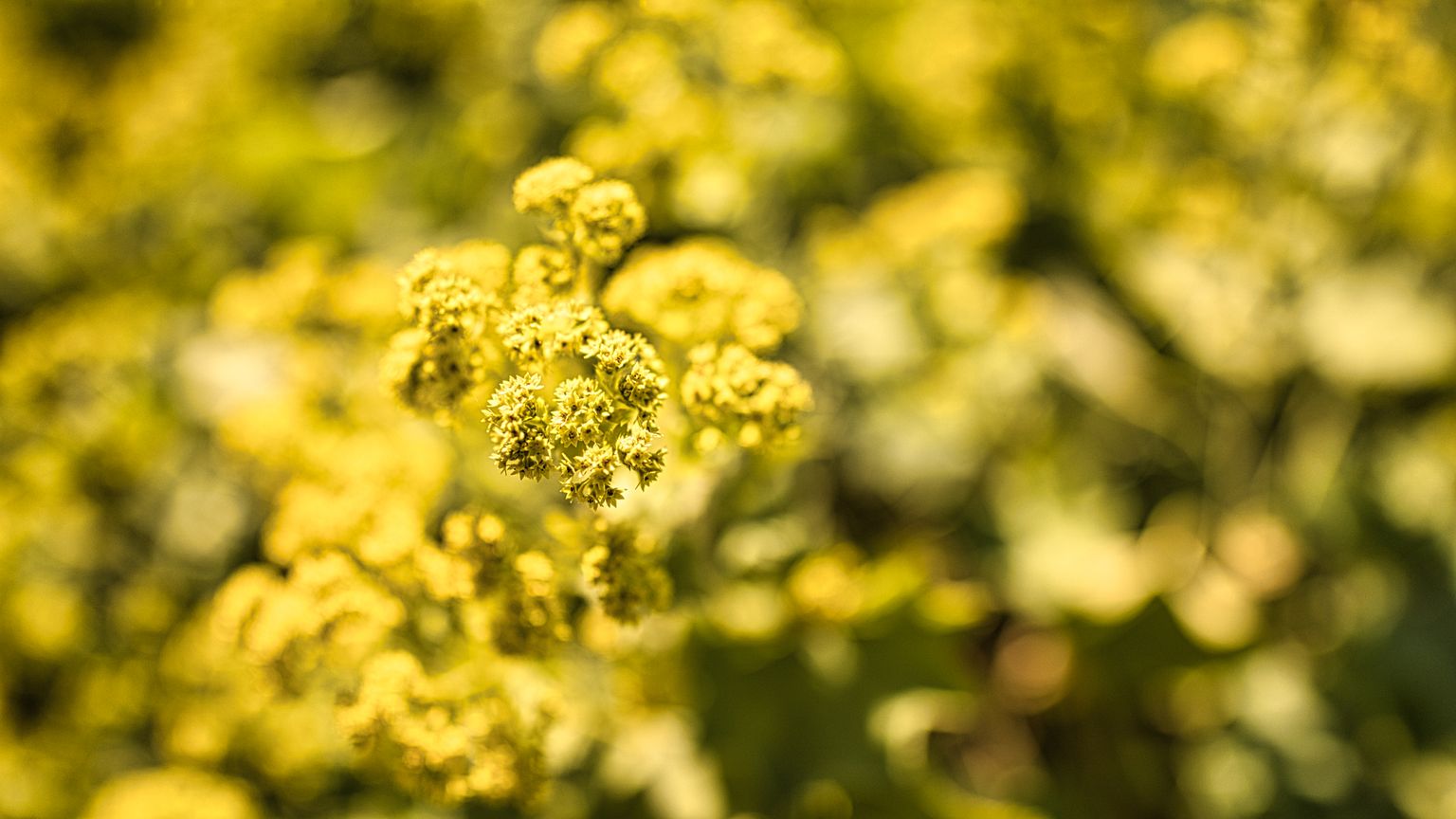 Yellow Flowers